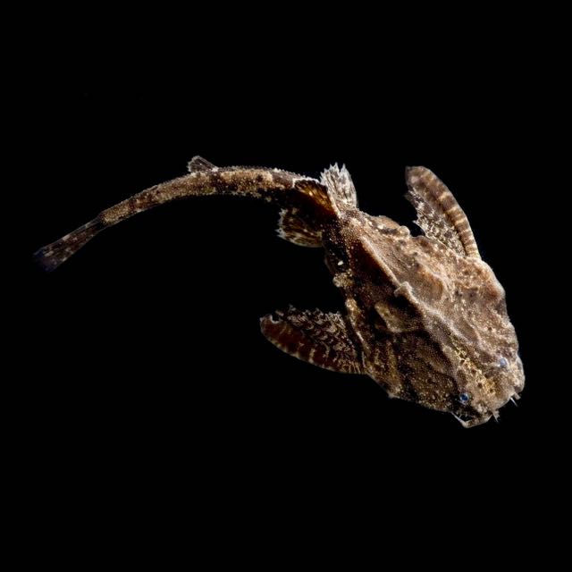 Bunocephalus kneri   Braadpanmeerval M